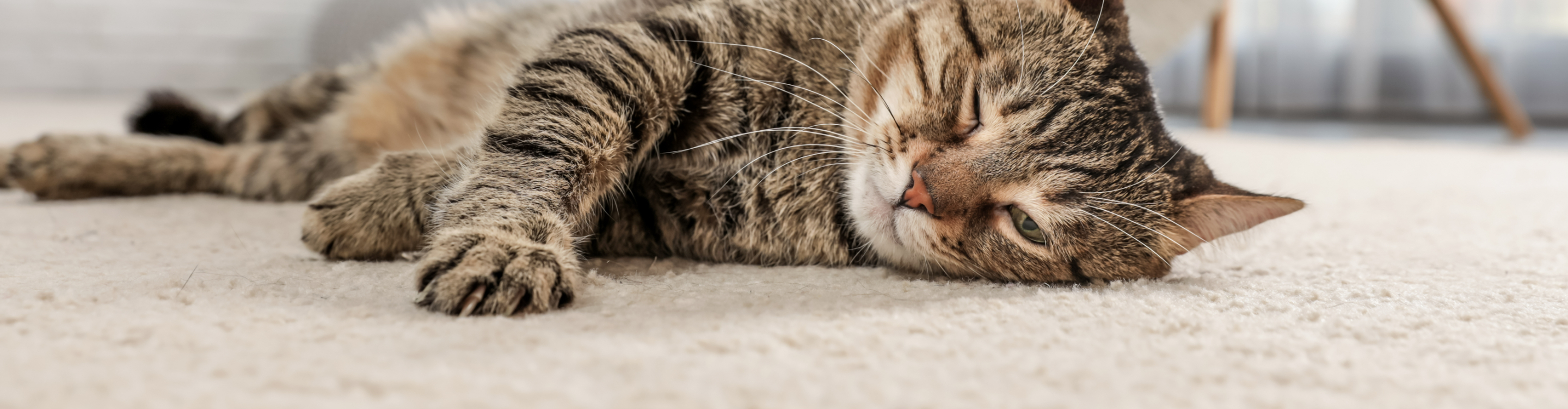 tabby house cat lying down on white cream pet friendly carpet in home